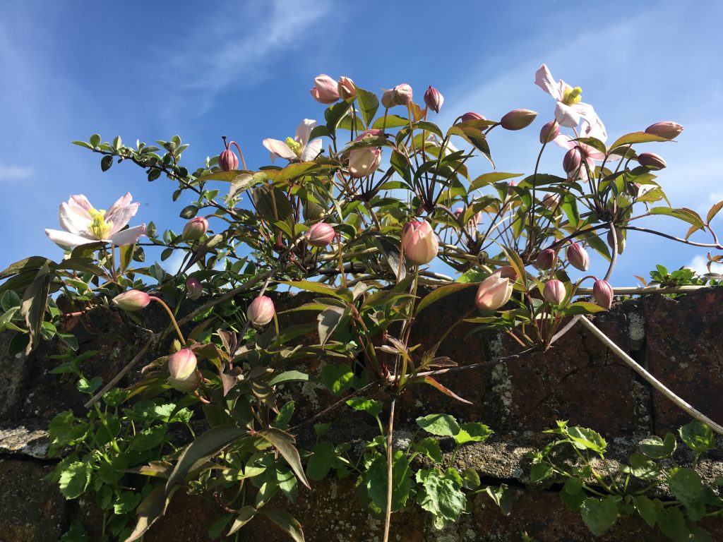 Clematis, Garden, Silent Sunday, My Sunday Photo