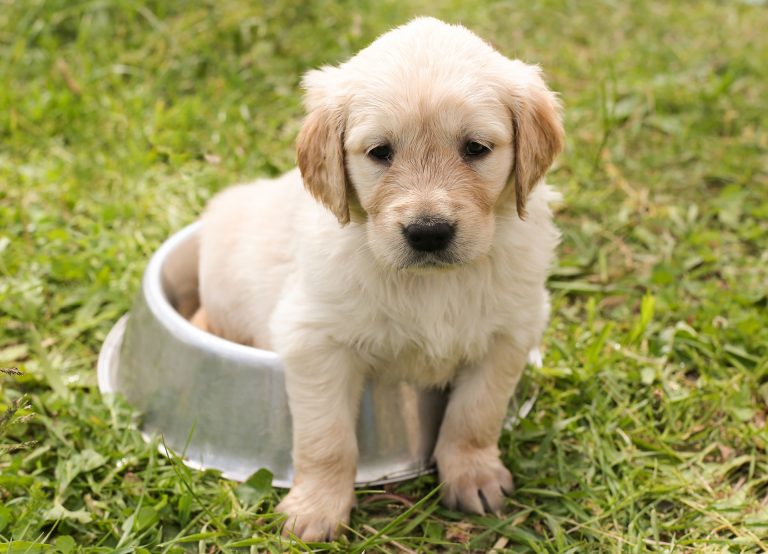‘Can we get a dog?’