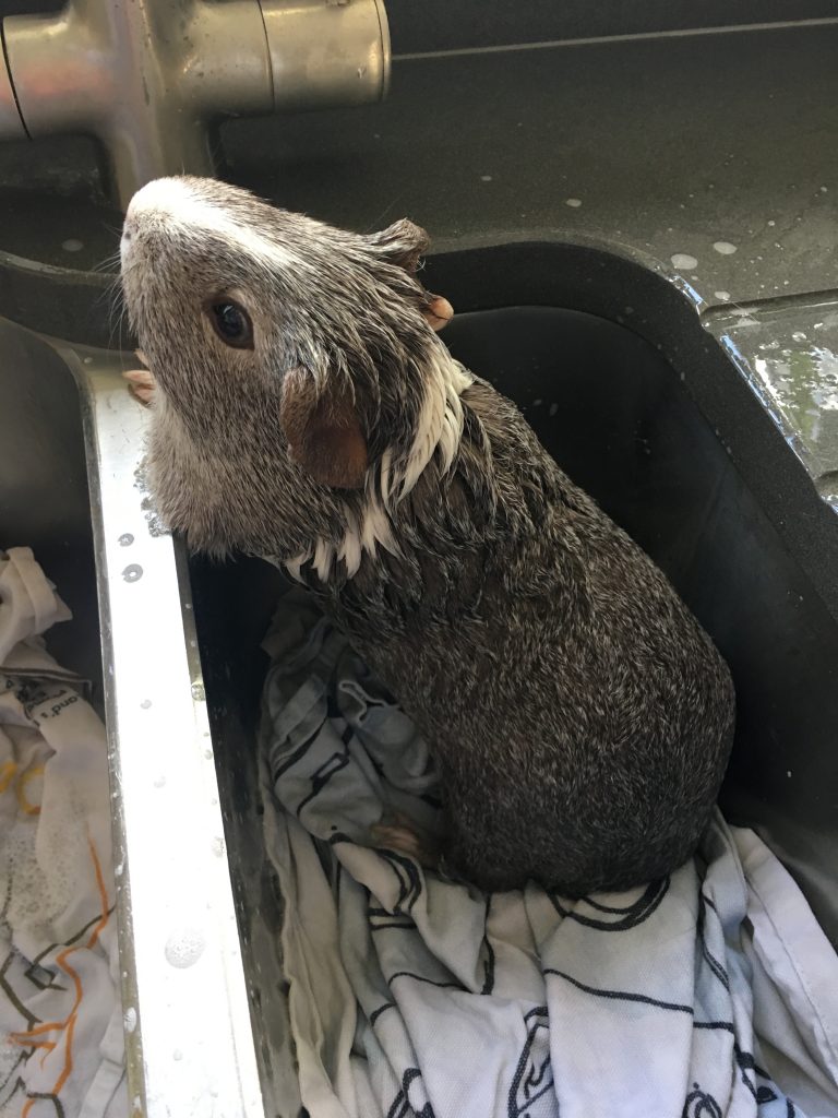 Guinea pig, Wilfred, Guinea pig bath, Silent Sunday, My Sunday Photo
