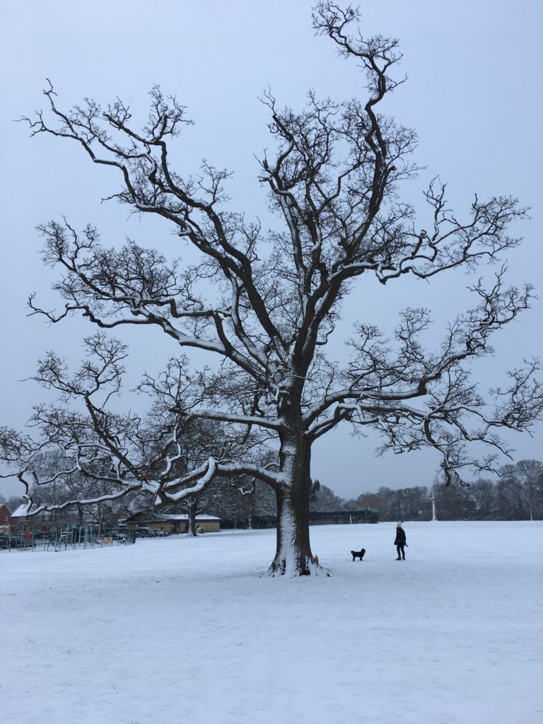 Snow, Silent Sunday, Tree, Sunday Snap