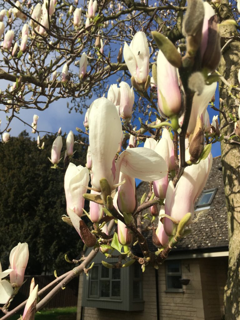 Magnolia tree, Blossom, Silent Sunday, Sunday Snap