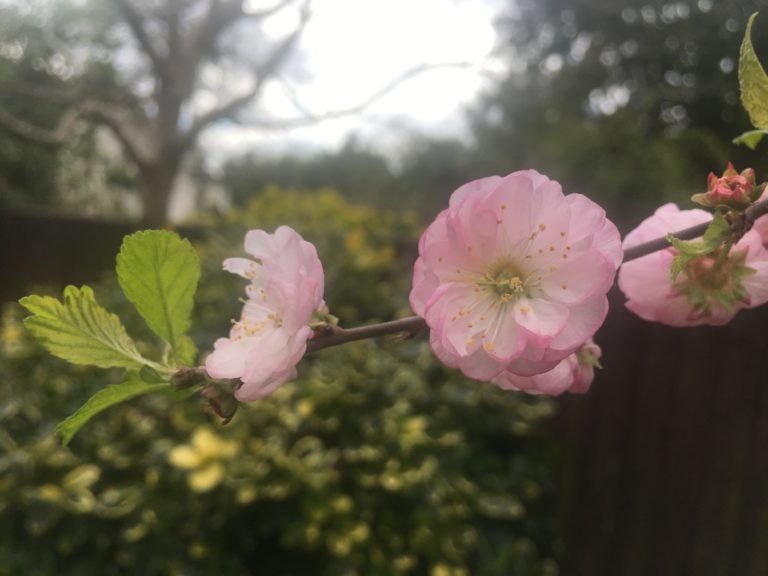 Blossom, Spring, Flowers, Silent Sunday, Sunday Snap