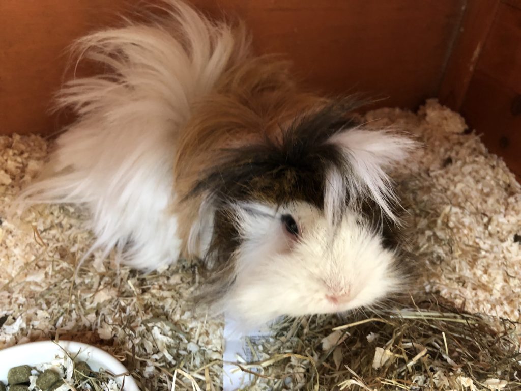 Cedric, Guinea pig, Pet, Silent Sunday, Sunday Snap