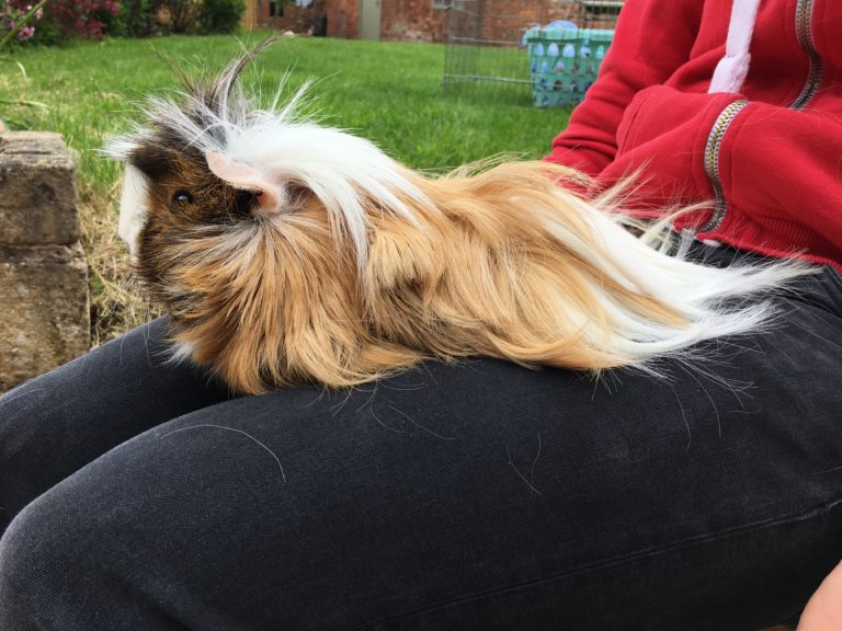 Cedric, Guinea pig, My Sunday Photo, Silent Sunday, Sunday Snap