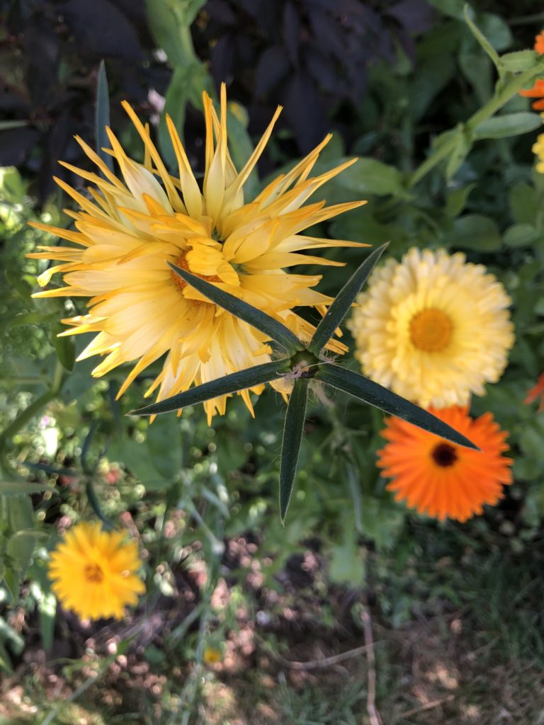 Flowers, Wildflowers, Garden, Silent Sunday, My Sunday Snapshot