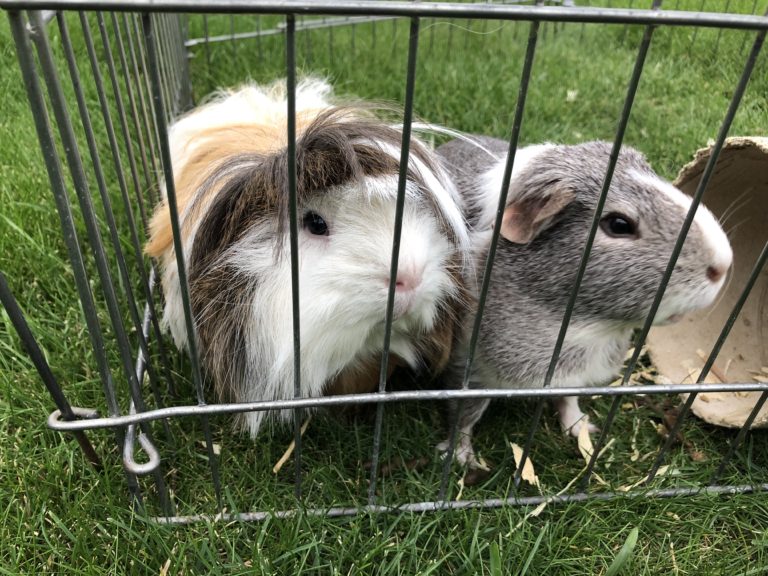 Guinea pigs, Pets, Silent Sunday, My Sunday Snapshot