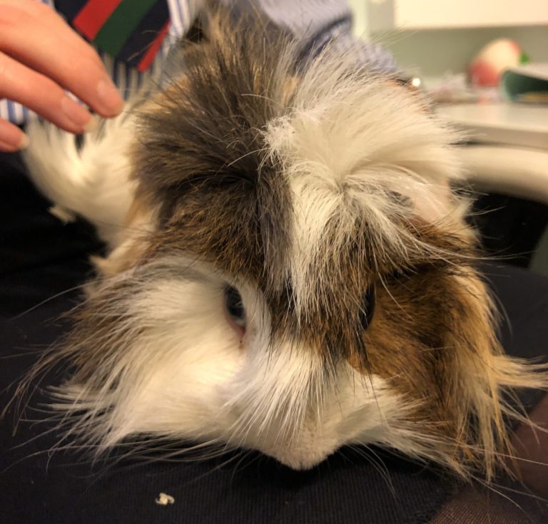 Cedric, Guinea pig, Pet, 365