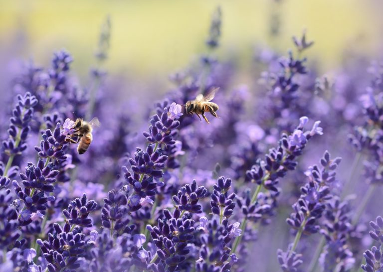 Lavender, Bees, Garden, Gardening, Seven gardening secrets you might not know