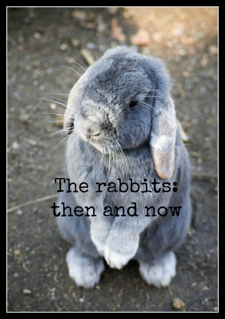 Rabbit, Bunny, The rabbits; then and now