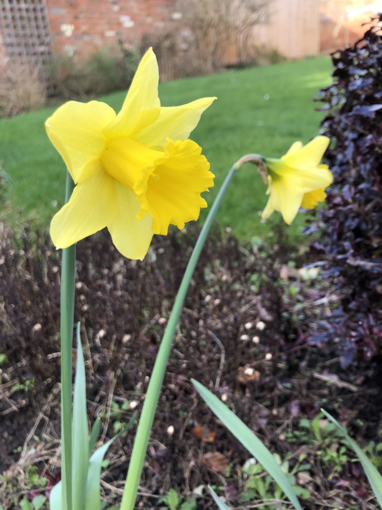 Daffodils, Garden, Spring, My Sunday Snapshot, Silent Sunday