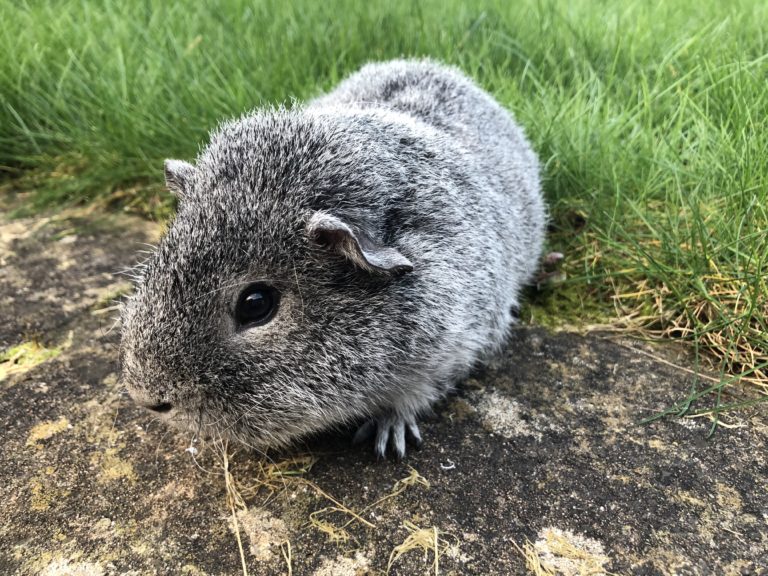 Guinea pig, Henry, Silent Sunday, My Sunday Snapshot