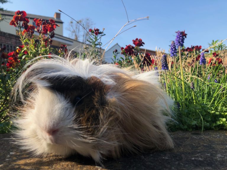Cedric, Guinea pig, Garden, 366