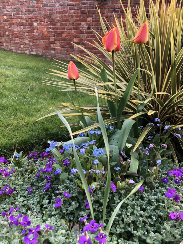 Garden, Flowers, Spring, Silent Sunday, My Sunday Snapshot, Tulips