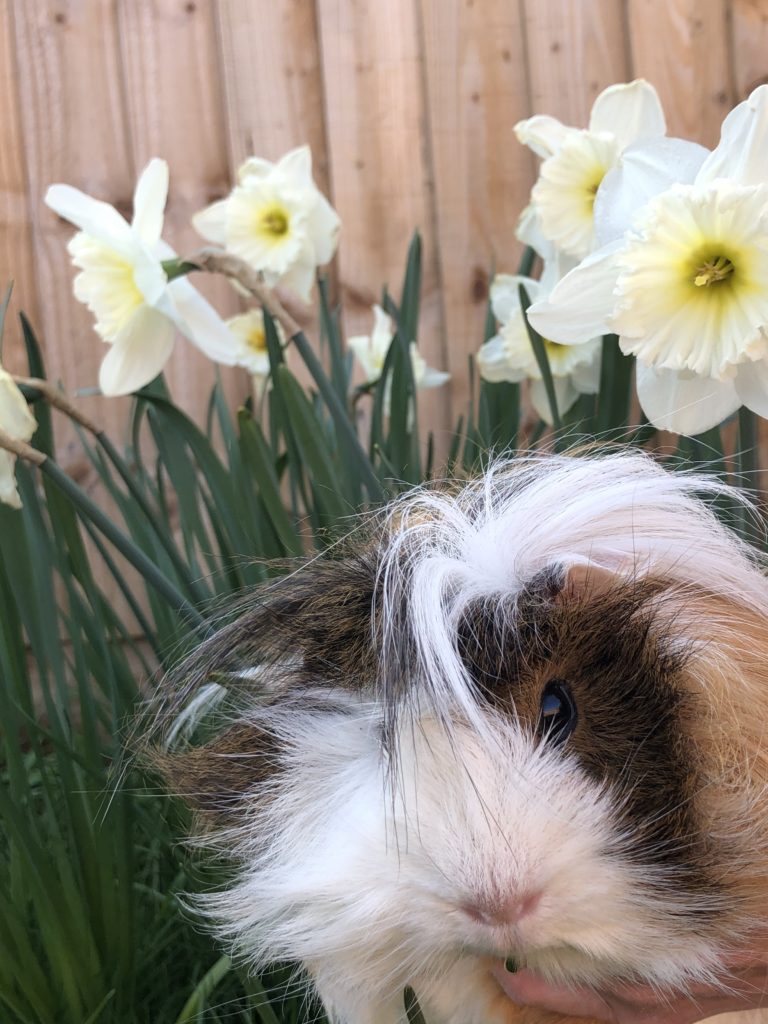 Cedric, Guinea pig, Daffodils, Flowers, Silent Sunday, My Sunday Snapshot