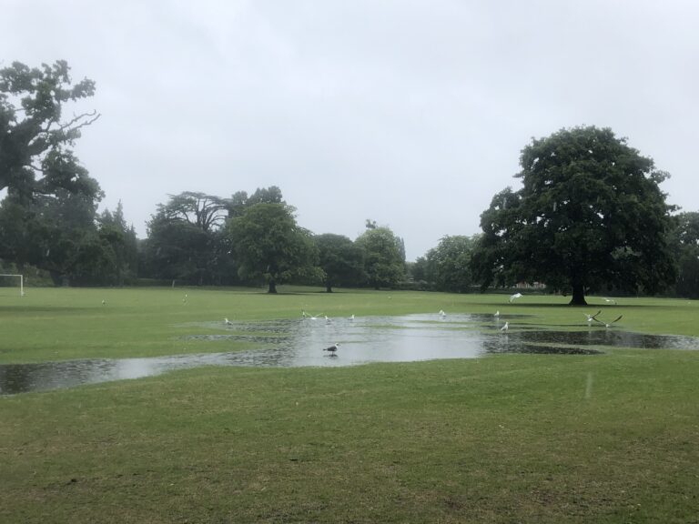 Park, Puddles, Birds, Silent Sunday, My Sunday Photo