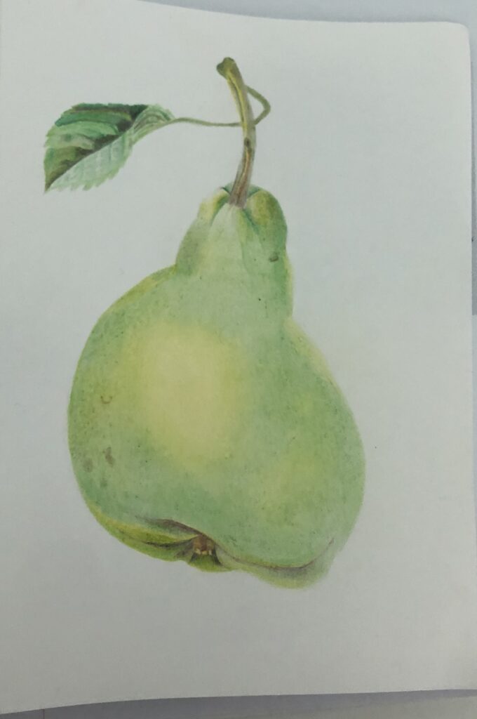 Art, Drawing, GCSE art, Pear, Silent Sunday, My Sunday Photo