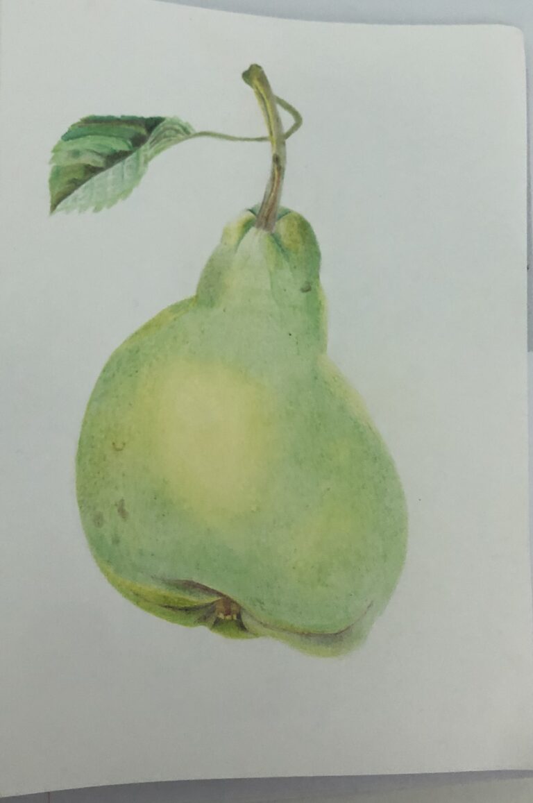 Art, Drawing, GCSE art, Pear, Silent Sunday, My Sunday Photo