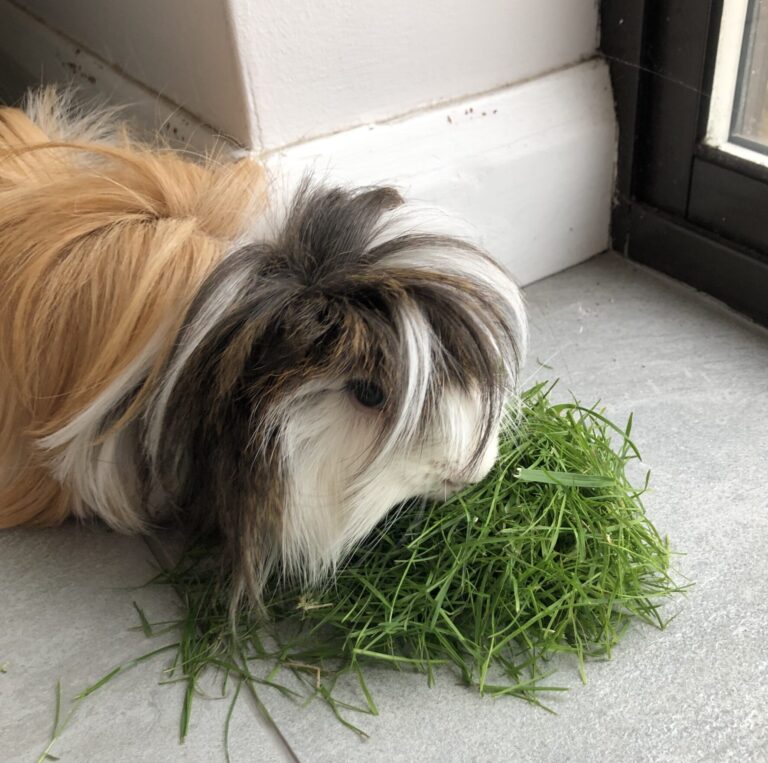 Cedric, Guinea pig, Pet, Silent Sunday, My Sunday Photo