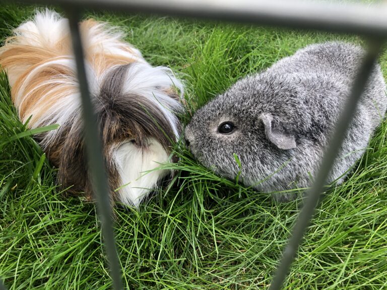 Cedric, Henry, Guinea pigs, Worrying about Cedric
