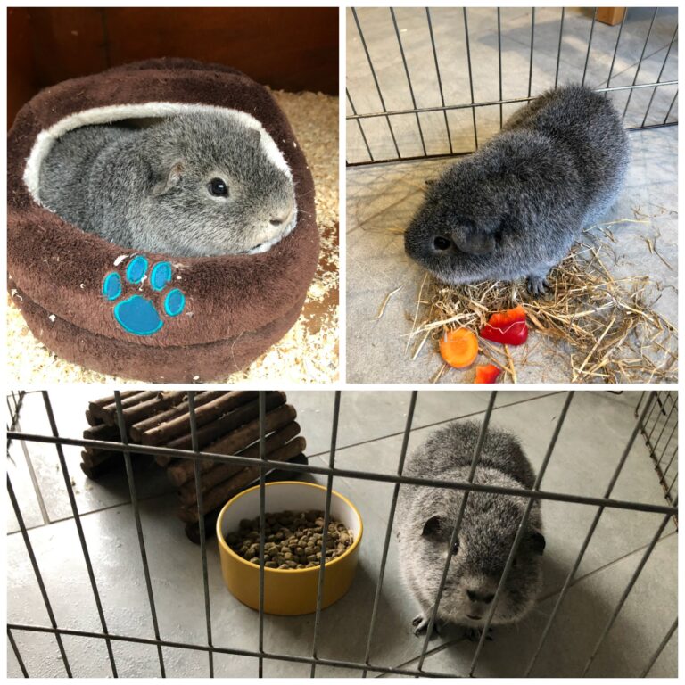 Henry, Guinea pig, Pet, Lonely guinea pig