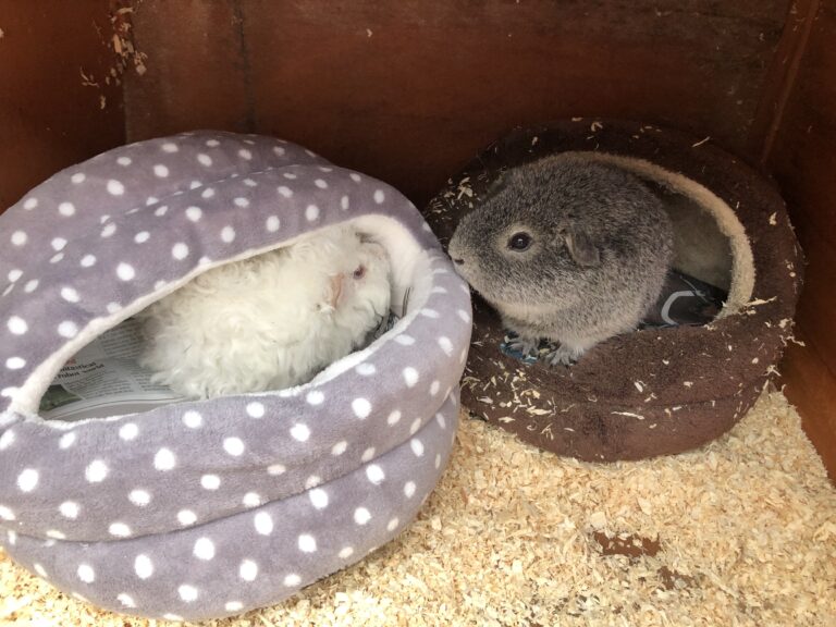 Henry and Herbert, Guinea pigs, Pets