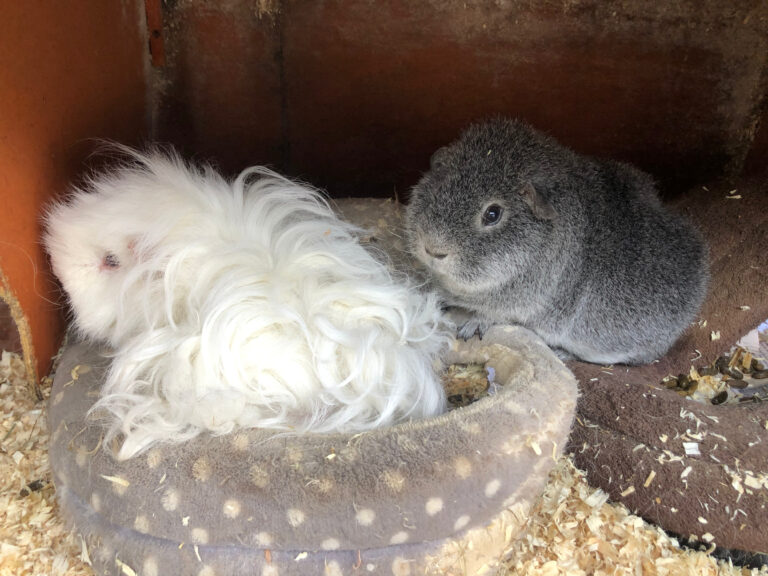 Herbert, Henry, Guinea pigs, Herbert and Henry