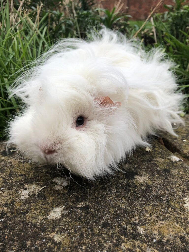 Guinea pig, Pet, Herbert, Silent Sunday, My Sunday Photo