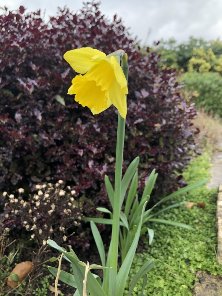 Daffodil, Flower, Garden, Silent Sunday, My Sunday Photo