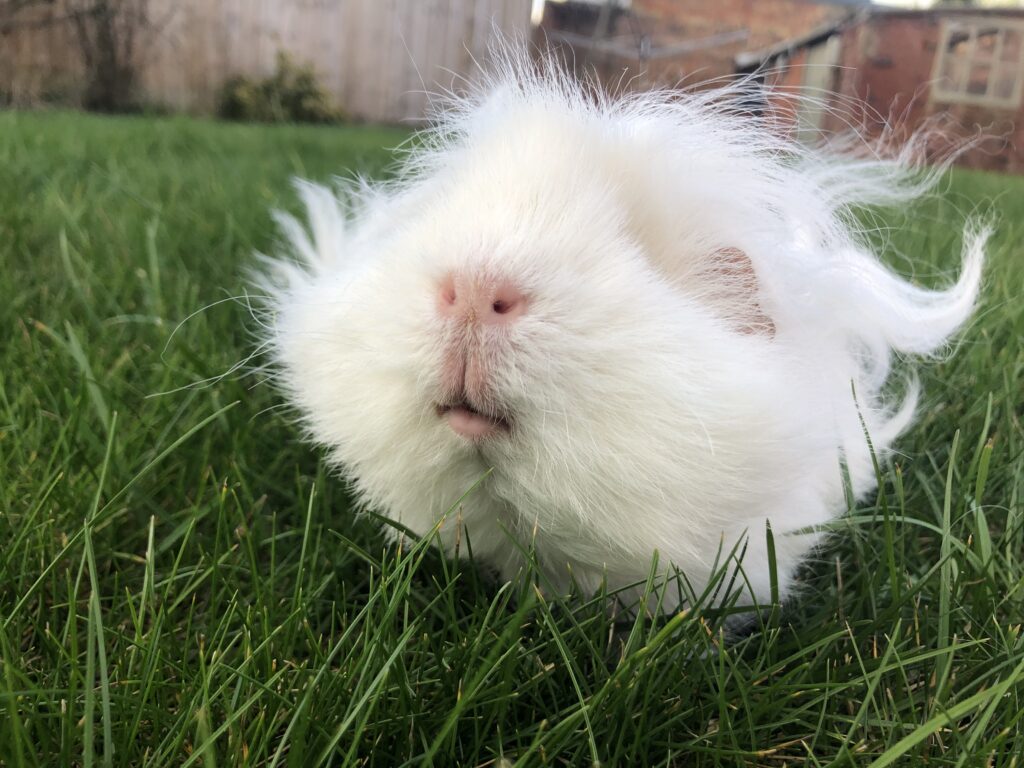 Herbert, Guinea pig, Pet, Silent Sunday, My Sunday Photo