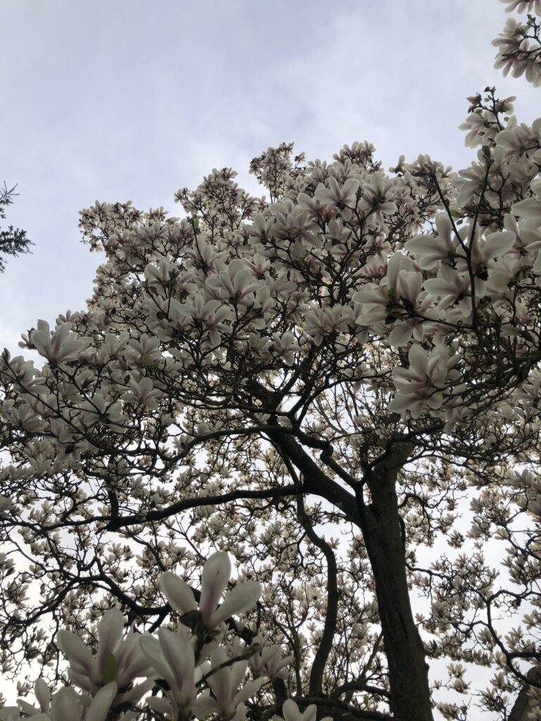 Blossom, Magnolia, Magnolia tree, Silent Sunday, My Sunday Photo