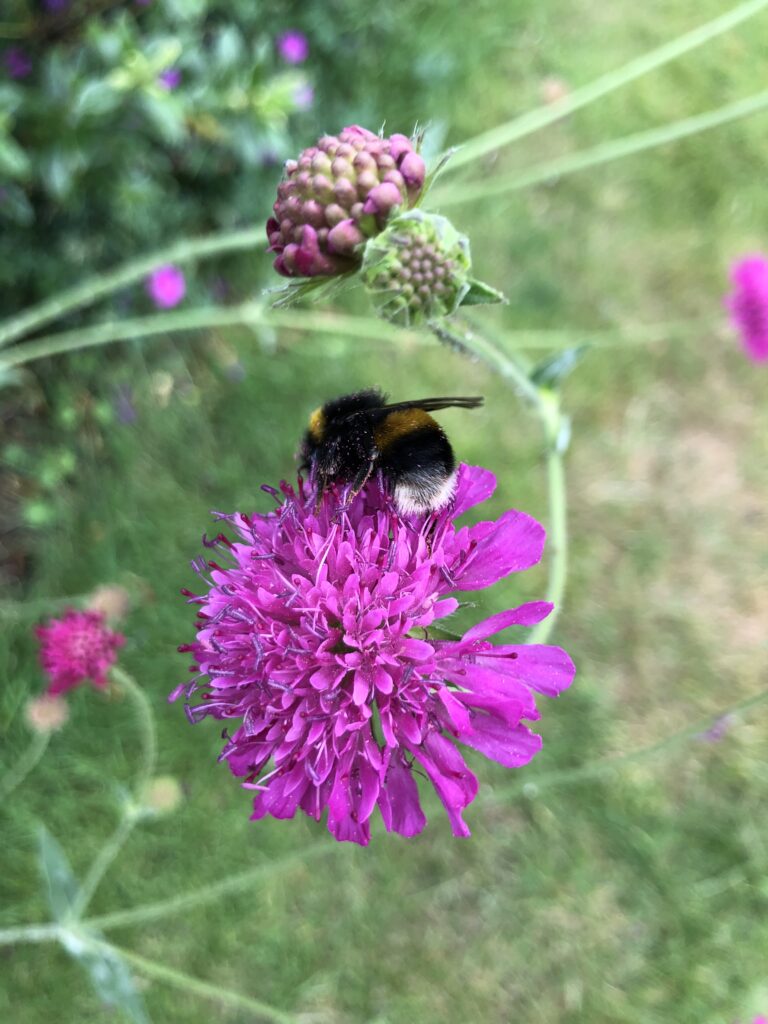Knautia macedonia, Flowers, Pink flowers, Garden, Bee, Silent Sunday, My Sunday Photo