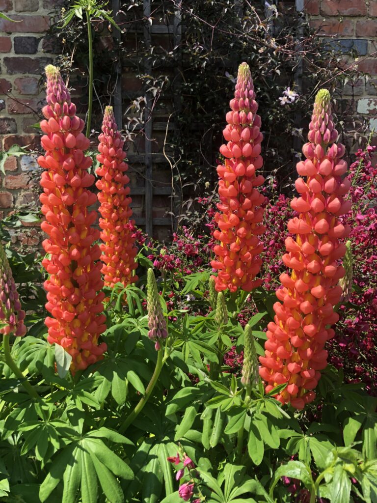Lupins, Garden, Flowers, Silent Sunday, My Sunday Photo