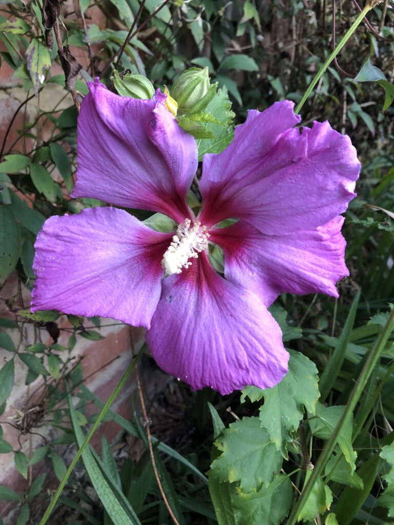 HIbiscus, Flower, Garden, Silent Sunday, My Sunday Photo