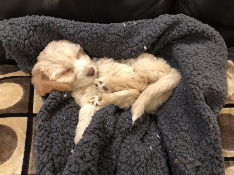 Hetty, Puppy, Sleeping puppy, Cockapoo, Cockerpoo