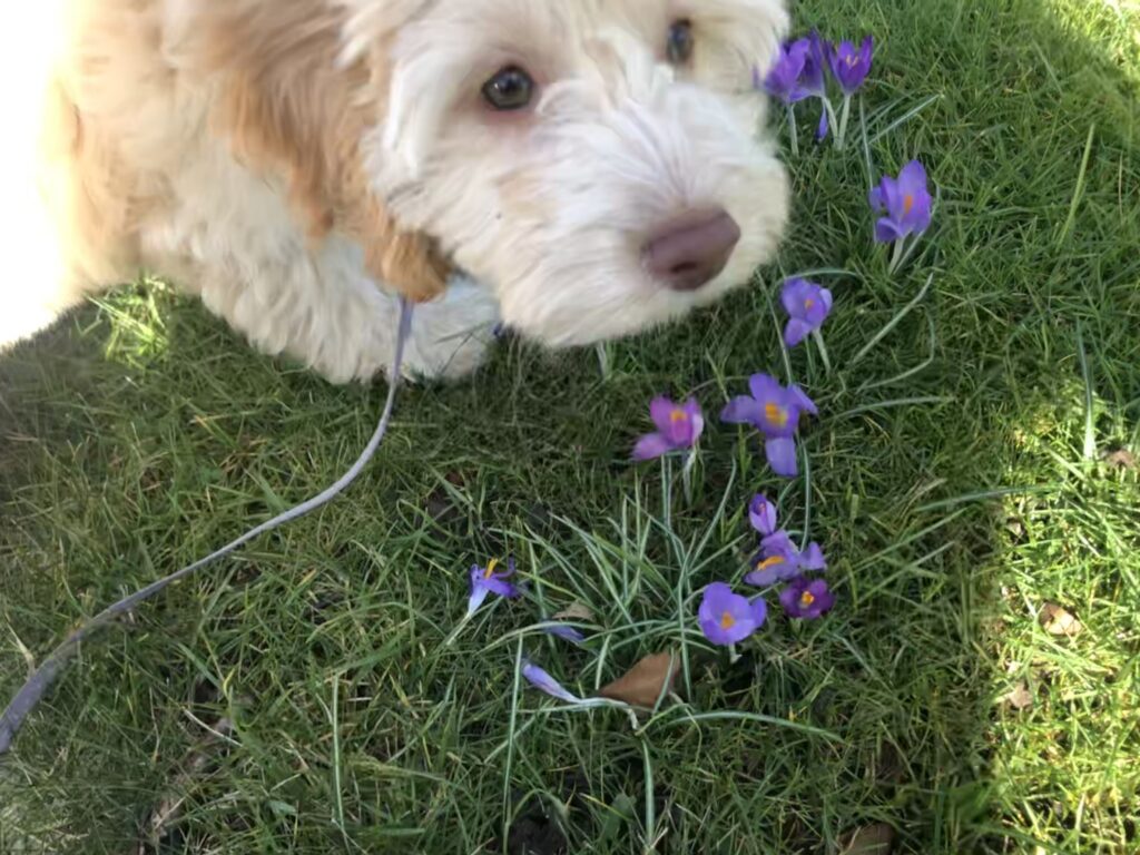 Puppy, Hetty, Cockapoo, Cockerpoo, Crocuses, Silent Sunday, My Sunday Photo