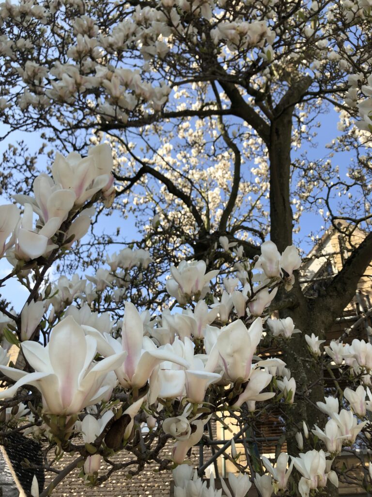 Magnolia, Magnolia tree, Blossom, Magnolia blossom, Silent Sunday, My Sunday Photo