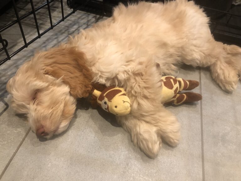 Puppy, Hetty, Puppy with toy, What a puppy plays with