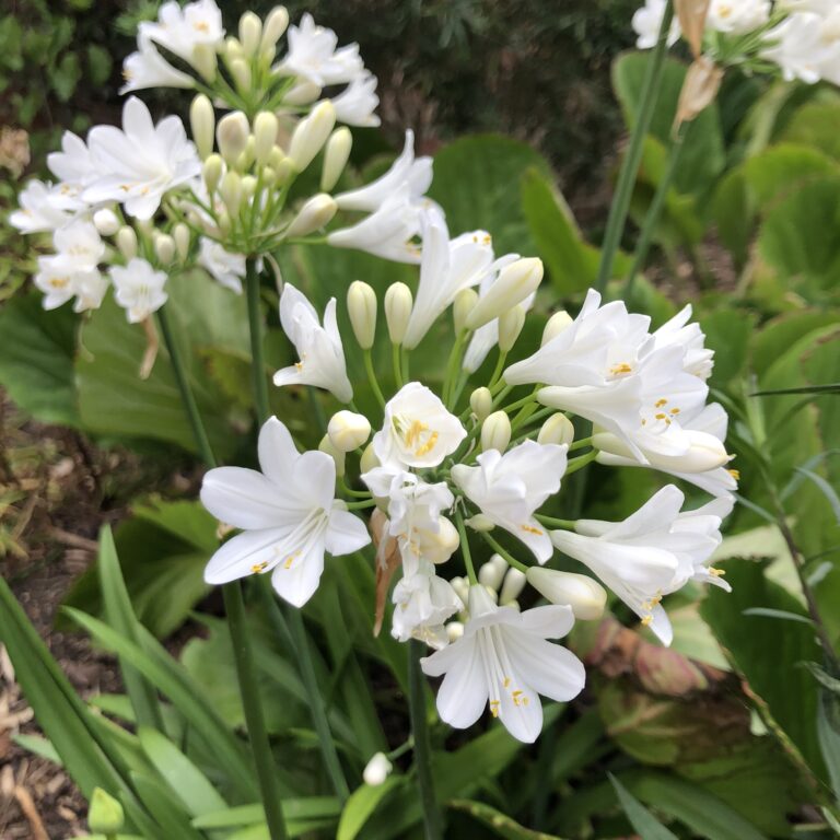 Flowers, Summer flowers, White flowers, Garden, My Sunday Photo, Silent Sunday