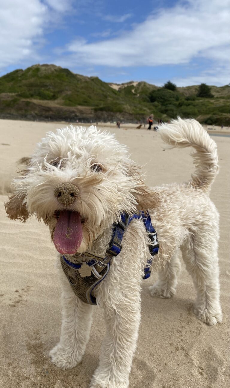 Beach, Rock, Padstow, Cornwall, Hetty, Puppy, Cockapoo, Silent Sunday, My Sunday Photo