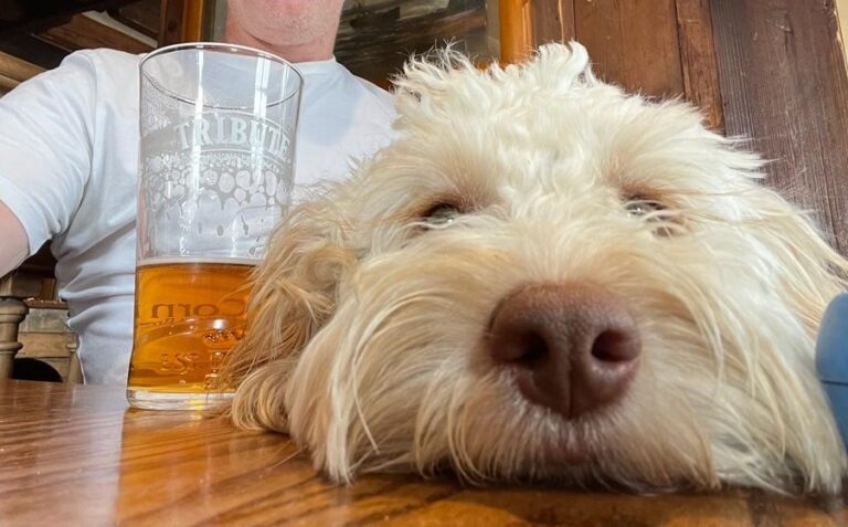 Hetty, Puppy, Cockapoo, Cockerpoo, Pub, Pint, Holiday
