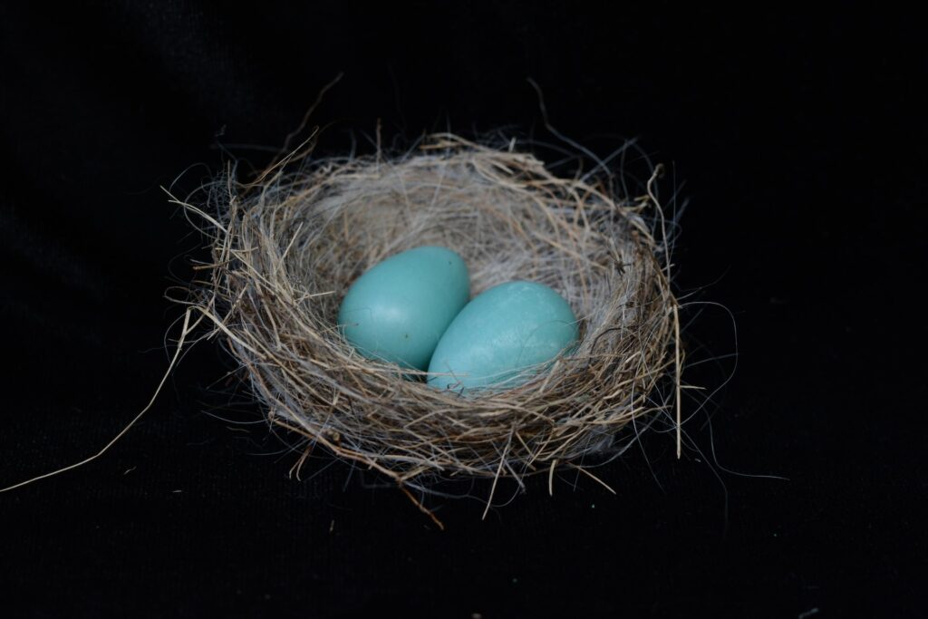 nest, empty nest, emptying nest, eggs