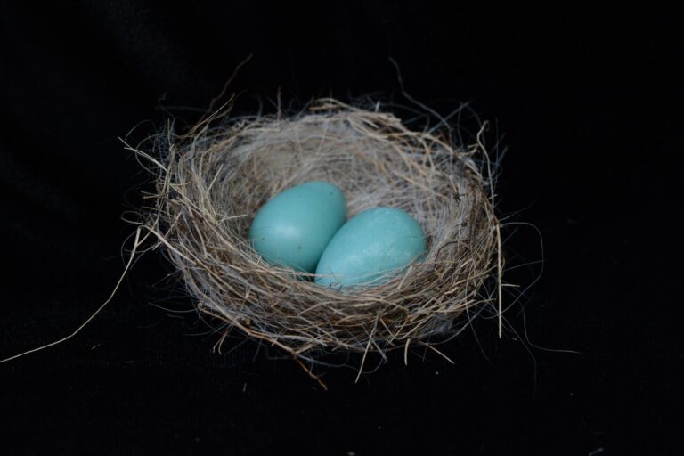 nest, empty nest, emptying nest, eggs