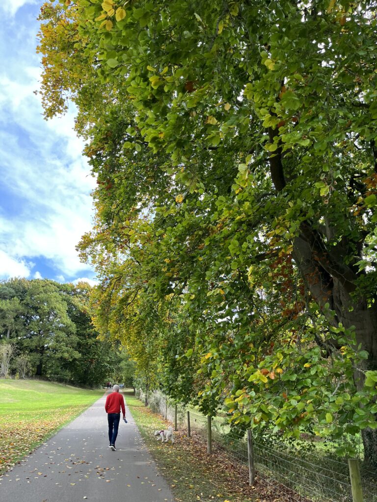 Autumn walk, Trees, Autumn leaves, Puppy, Cockapoo, Silent Sunday, My Sunday Photo