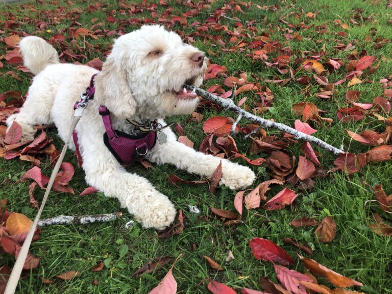 Hetty, Puppy, Cockapoo, Leaves, Autumn leaves, Silent Sunday, My Sunday Photo