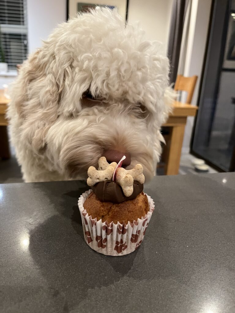 Dog with birthday cake, Puppy with birthday cake, Dog, Puppy, Hetty, Cockapoo, Birthday, Silent Sunday, My Sunday Photo