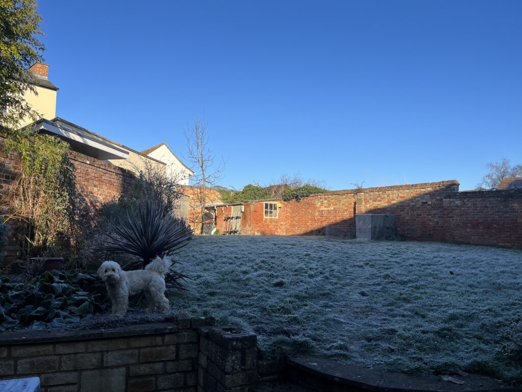 Frosty garden, Blue sky, Dog, Cockapoo, Silent Sunday, My Sunday Photo
