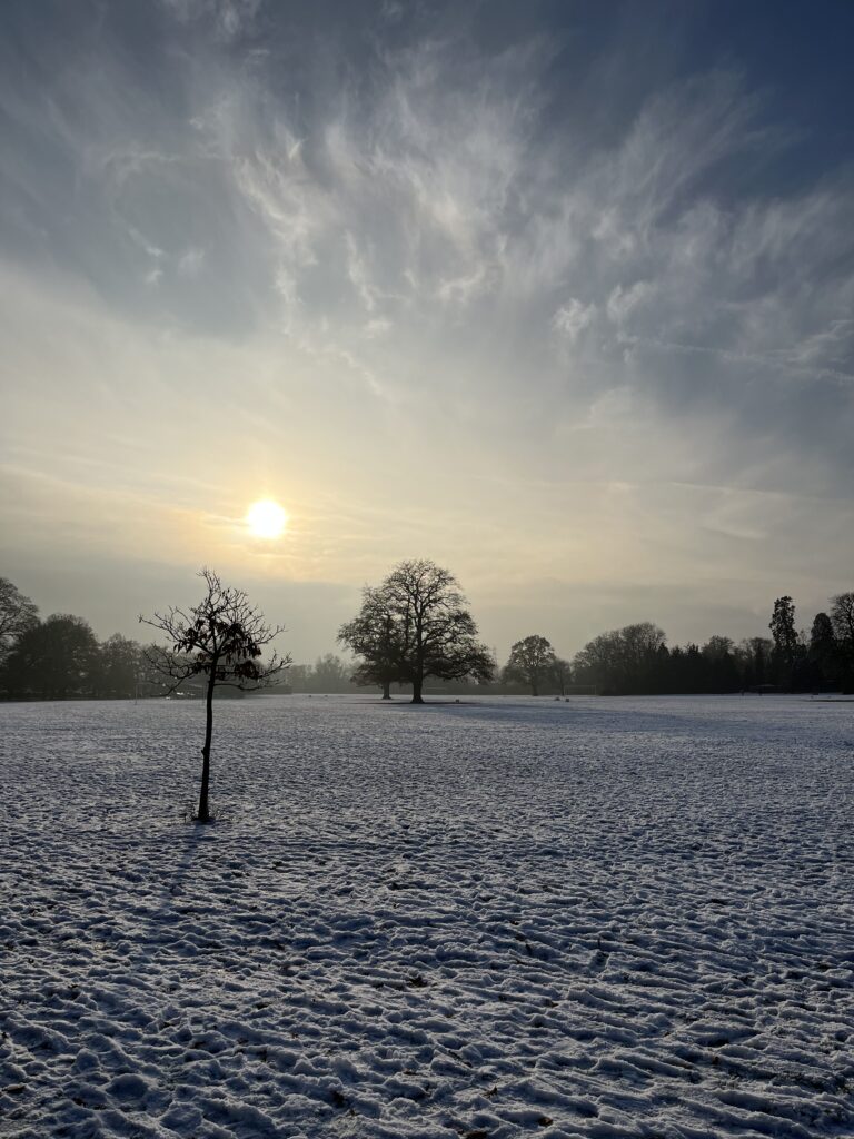 Snowy day, Snow, Trees, Sun, Silent Sunday, My Sunday Photo