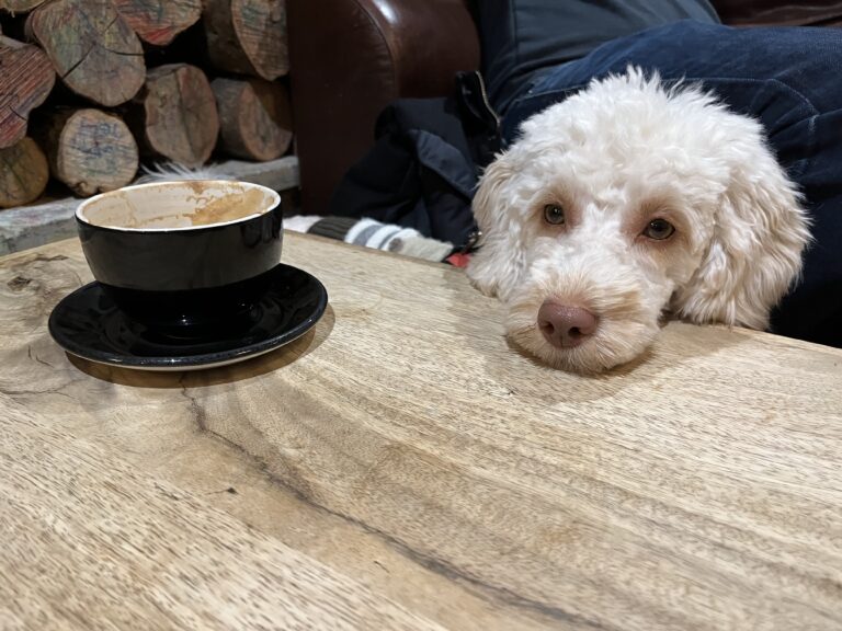 Dog and coffee cup, Coffee cup, Dog in coffee shop, Coffee shop, Coffee #1, Hetty, Cockapoo