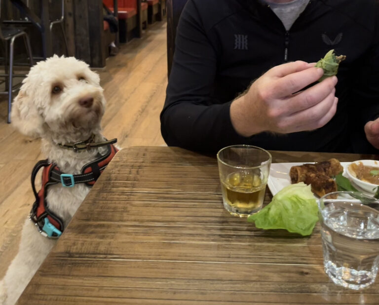 Hetty in Pho, Hetty in restaurant, Dog in restaurant, Dog friendly restaurant, Dog at table with Vietnamese food