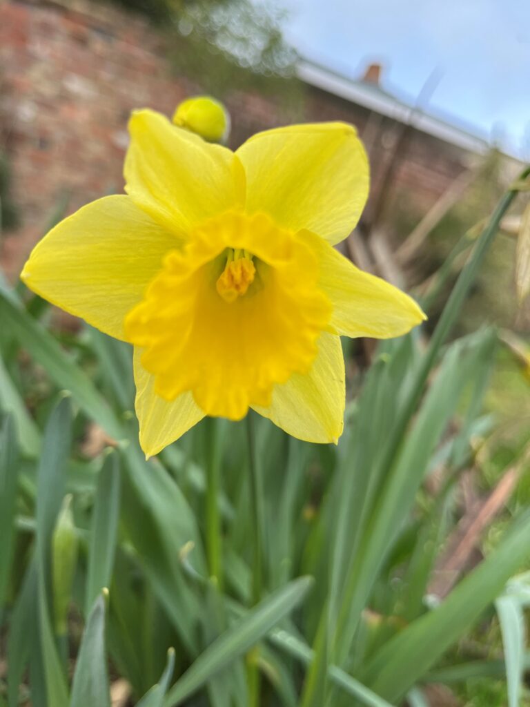 Daffodil, Garden, Spring, Yellow, My Sunday Photo, Silent Sunday